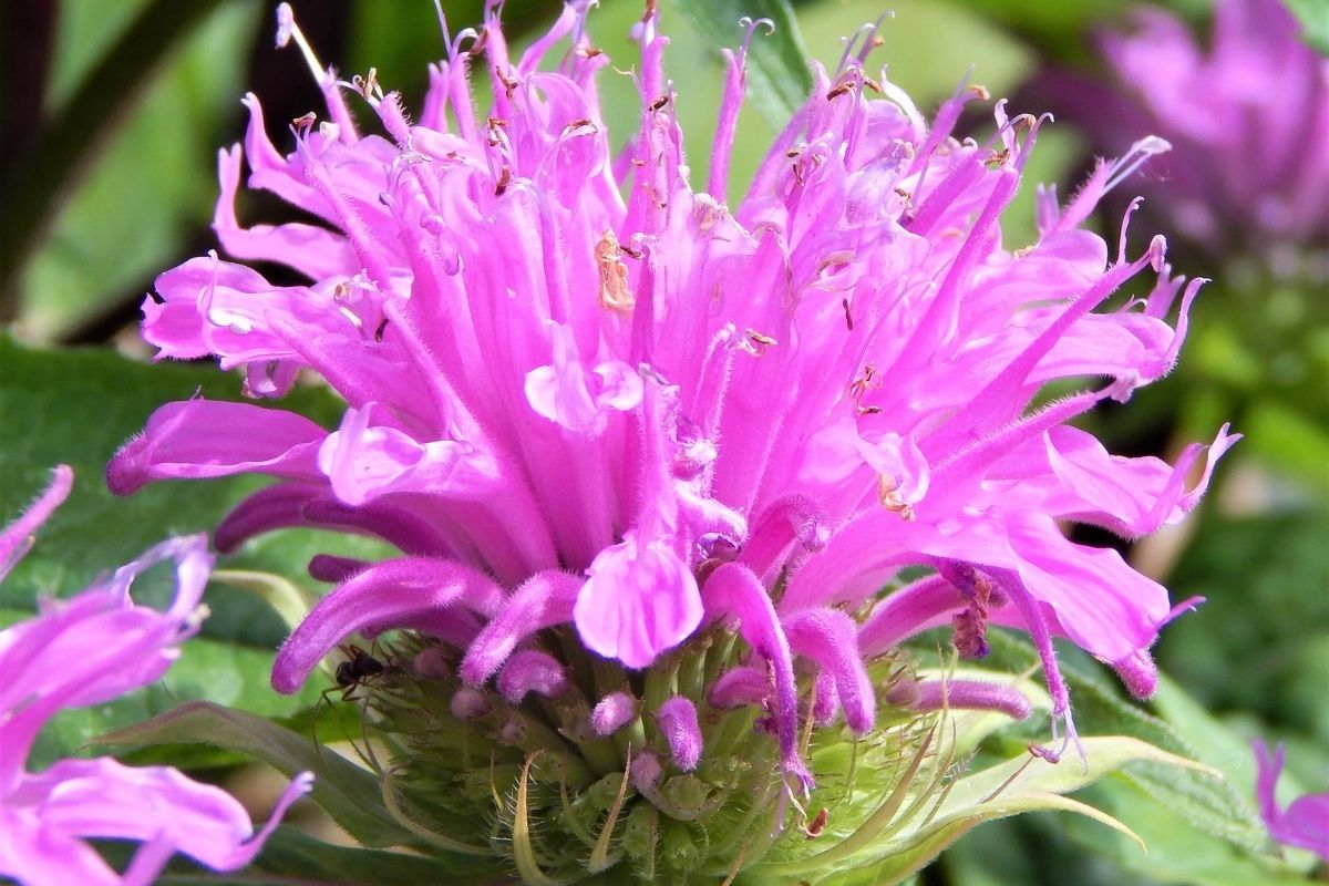 Bee Balm (Monarda) Çayının Faydaları ve Yan Etkileri