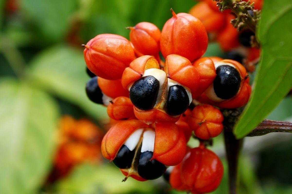 Guarana Çayının Faydaları ve Zararları