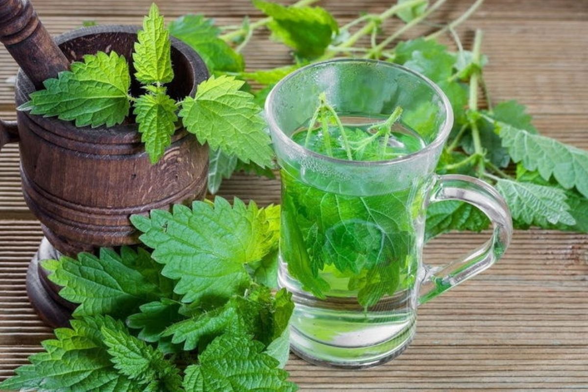 Isırgan Otu Çayının Faydaları ve Zararları