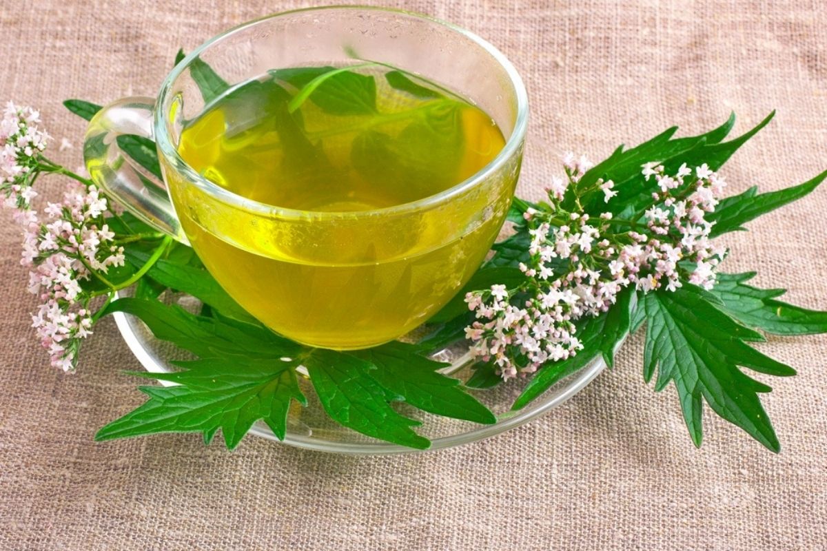 Kediotu Çayı ile Stres ve Uykusuzluğa Doğal Çözüm