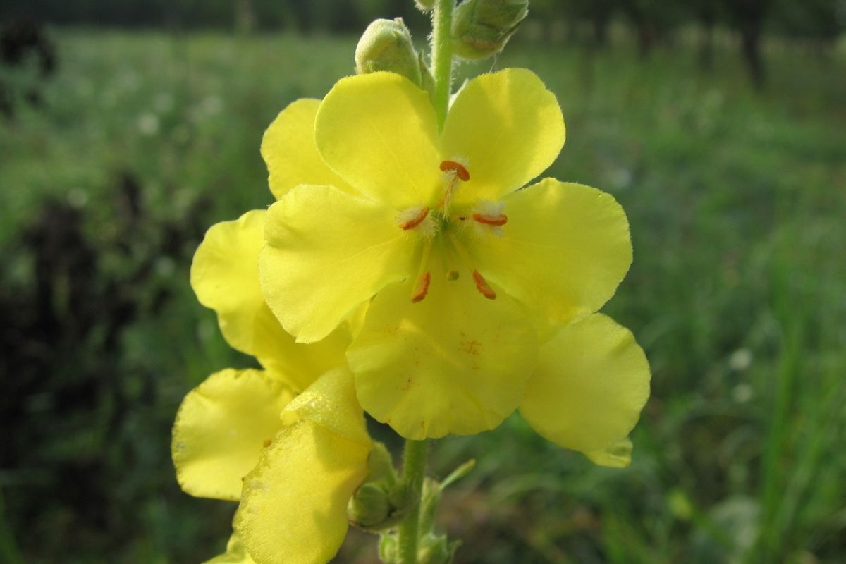 Sığır Kuyruğu (Mullein) Çayının Faydaları ve Zararları